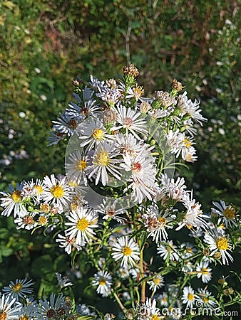 AsterÂ species are used as food plants Stock Photo